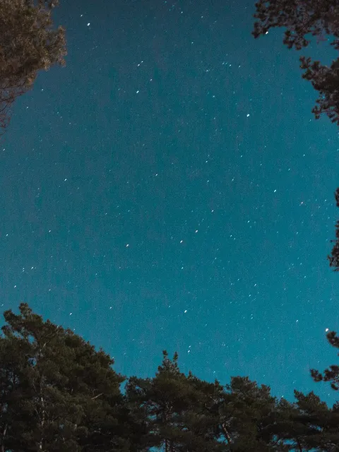 Stjärnhimmel mellan tallar